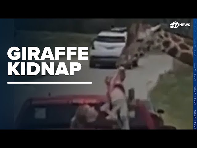 ⁣Caught on Camera: Toddler accidentally lifted in air by giraffe at Texas drive-thru safari