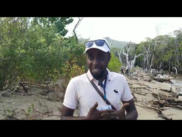 ⁣Visite dans le plus grand site de mangroves des Comores à Bangacharini Moheli( plus de 65 hectares)