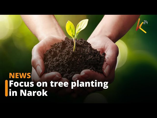 ⁣Narok County targeting to grow 2.5 million trees this year