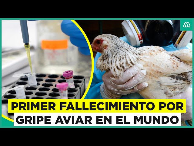 ⁣Gripe aviar: OMS confirma primera muerte humana en el mundo