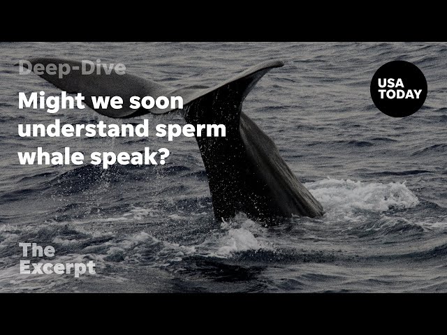 ⁣Might we soon understand sperm whale speak? | The Excerpt