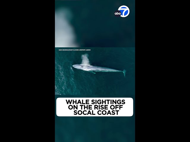 ⁣Whale sightings rising off SoCal coast. Here's why 