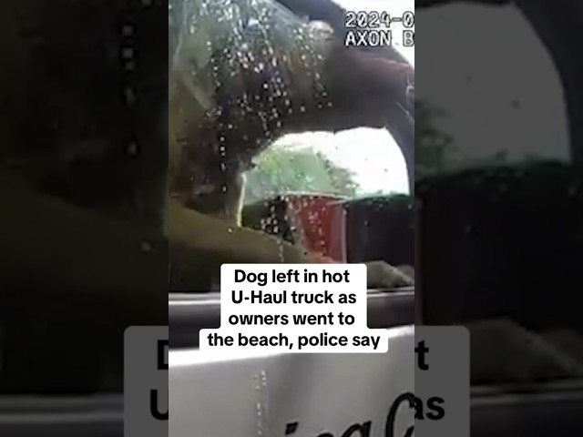 ⁣Dog left in hot U-Haul truck while owners go to beach, police say #shorts