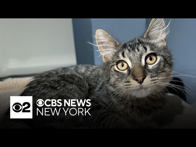 ⁣Curtis the cat is looking for a forever home