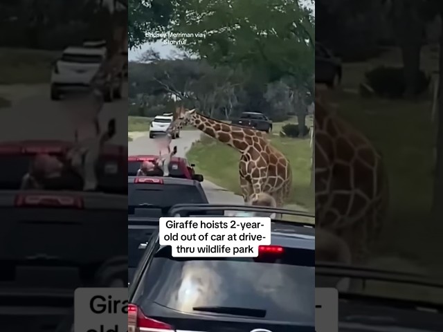 ⁣Giraffe hoists toddler out of car at drive-thru wildlife park #shorts