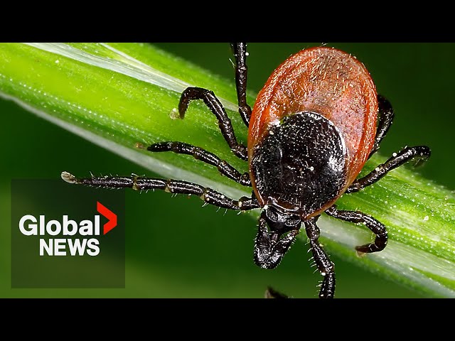⁣Lyme disease uptick in Canada prompts calls for vaccine