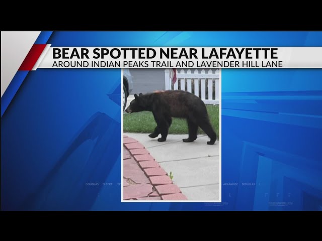 Bear spotted near Lafayette on Thursday morning