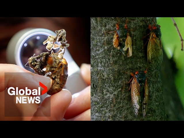 ⁣Mind-controlling fungus turning cicadas into "hyper-sexual zombies"