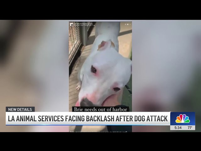 ⁣LA Animal Services volunteer speaks out after employee's mauling