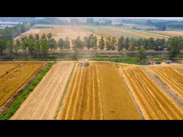 ⁣Live: Take a look at the summer harvest in N China's Tianjin