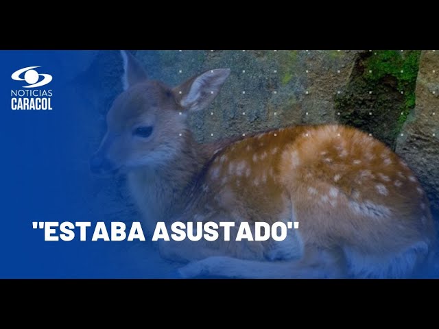 ⁣Conozca a Bambi, venado rescatado en Putumayo que halló un nuevo hogar