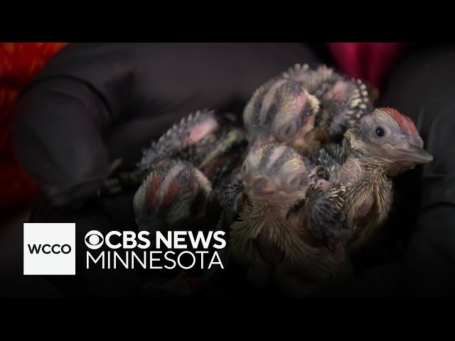 ⁣Baby birds rescued from tree damaged in storm