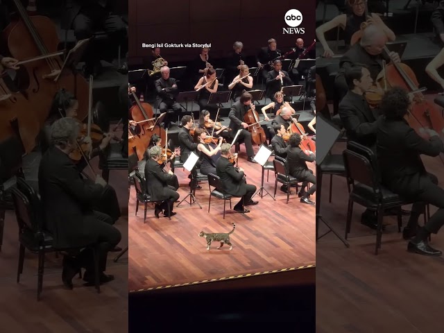 ⁣Curious cat takes center stage during Turkey orchestra