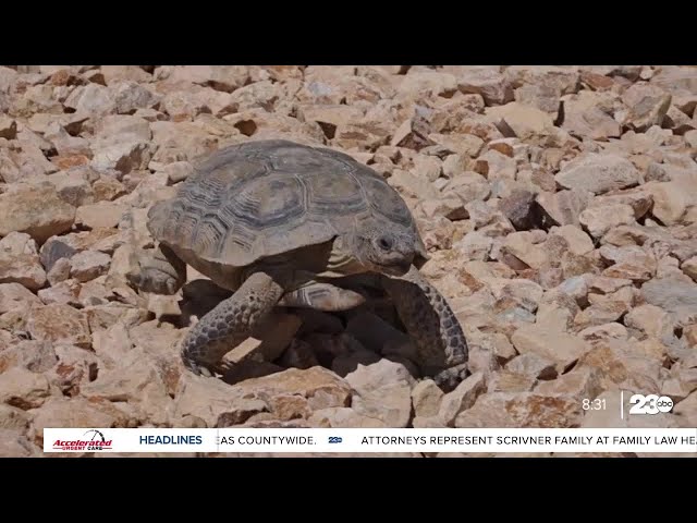 ⁣Desert tortoises capture lots of attention, care at Edwards