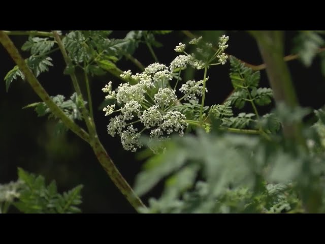 ⁣Dog owners warned: Poison hemlock found at Colorado park