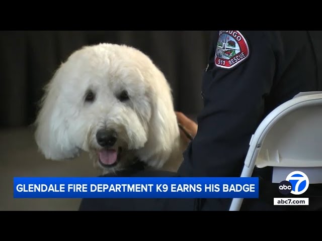 ⁣Meet Cooper the goldendoodle, who helps Glendale firefighters cope with job stress