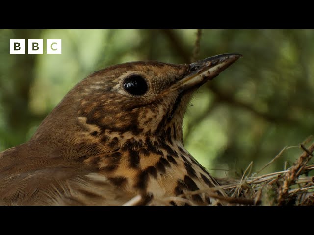 ⁣ LIVE wildlife cameras  7 June  BBC Springwatch 2024