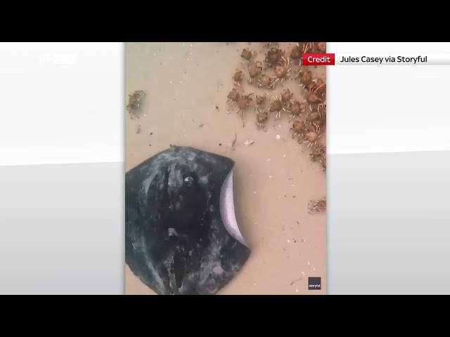 ⁣Australia, sub nuota con migliaia di granchi giganti