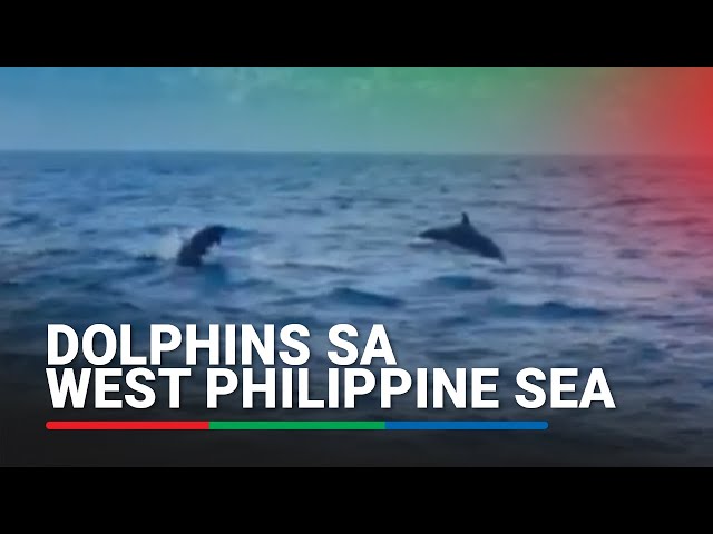 ⁣Dolphins sinabayan ang 'Team Balangay' sa West Philippine Sea | ABS-CBN News