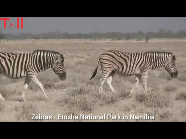 ⁣Exploring Africa's Iconic Wildlife