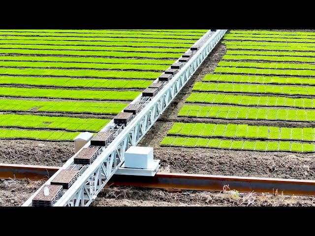 ⁣Jiangsu: New technology for smart rice seedling cultivation
