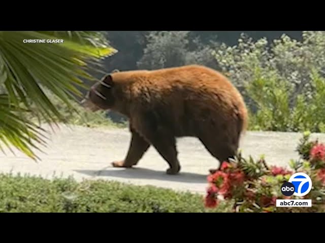 ⁣Mischievous bear captured after breaking into Monrovia home