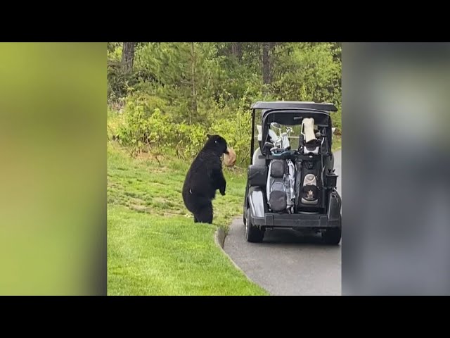 ⁣CAUGHT ON CAMERA | Bear steals food from golf cart in B.C.