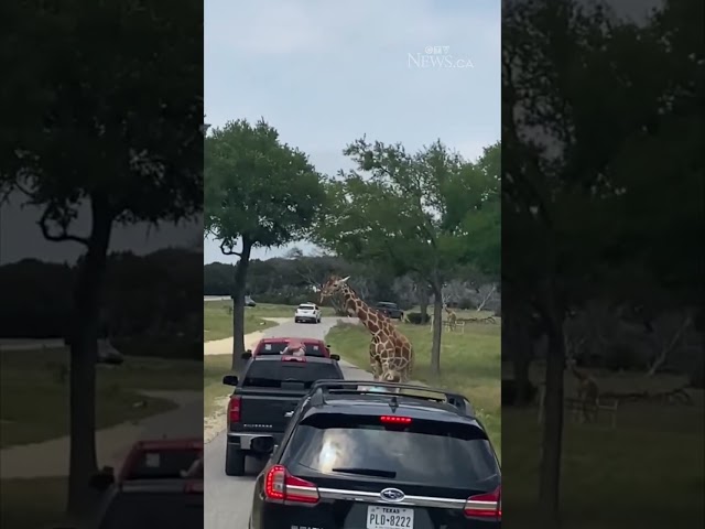⁣Toddler lifted into air by giraffe during feeding