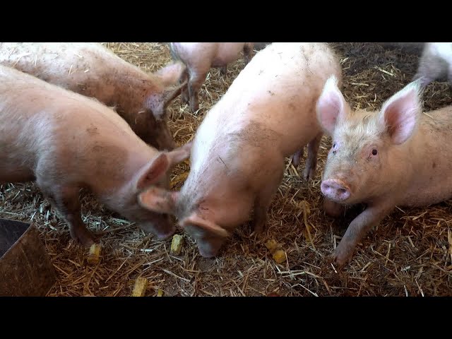 ⁣MALF: Notifiable Pig Disease Detected In South Trinidad Poses No Threat To Food Safety Or Human Life
