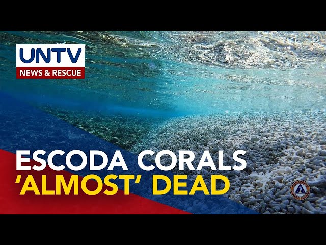 ⁣Group of PH scientists say corals in Escoda Shoal almost 100% dead