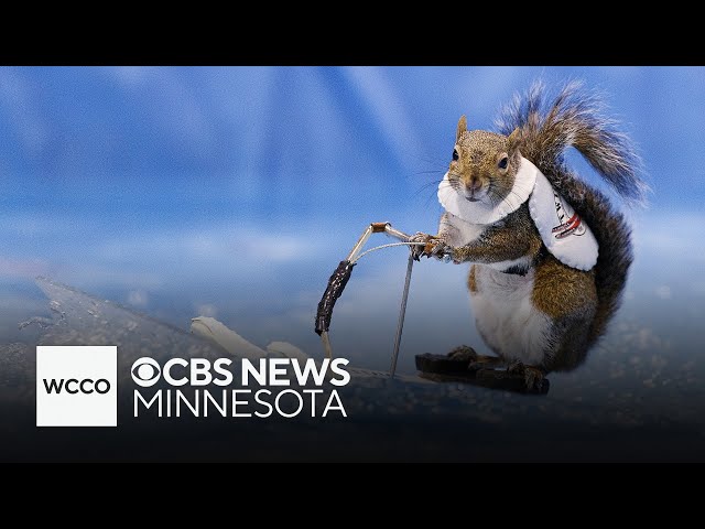 ⁣Twiggy the Waterskiing Squirrel performing at Mall of America