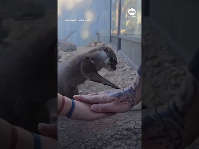 ⁣Animals participate in viral "Hands In" TikTok trend