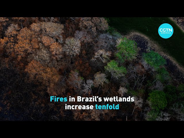 ⁣Wildfires in Brazil's Pantanal wetlands