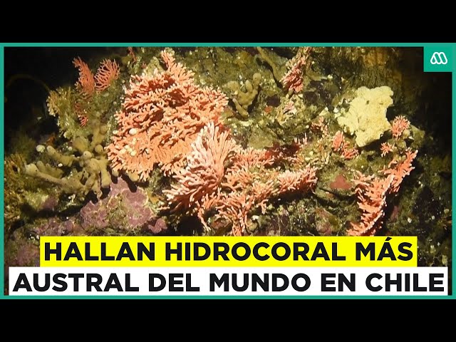 ⁣Nuevo descubrimiento en Chile: Hallan el hidrocoral rojo más austral del mundo