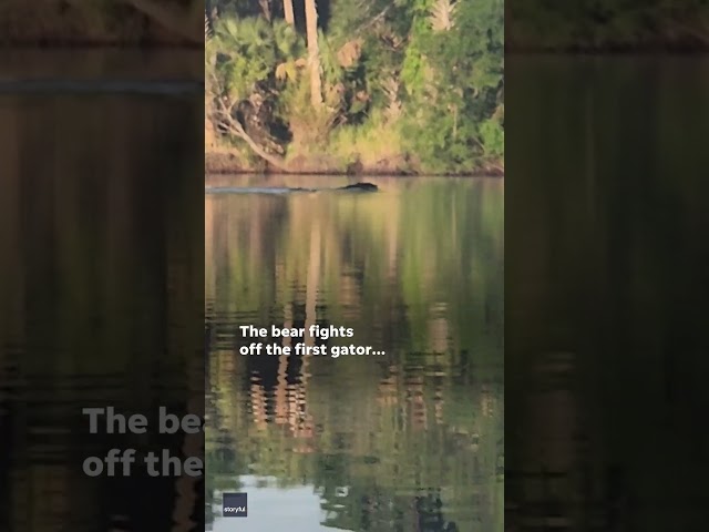 ⁣Video: Fearless bear fends off two Florida alligators while swimming #Shorts