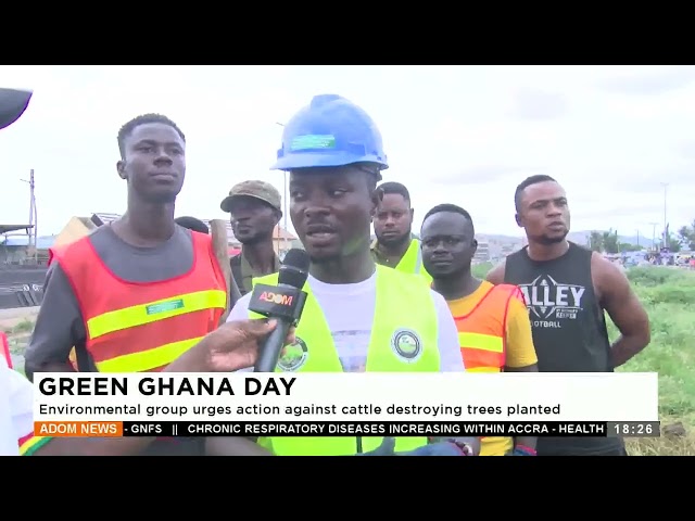 ⁣Green Ghana Day: Environmental group urges action against cattle destroying trees planted -Adom News