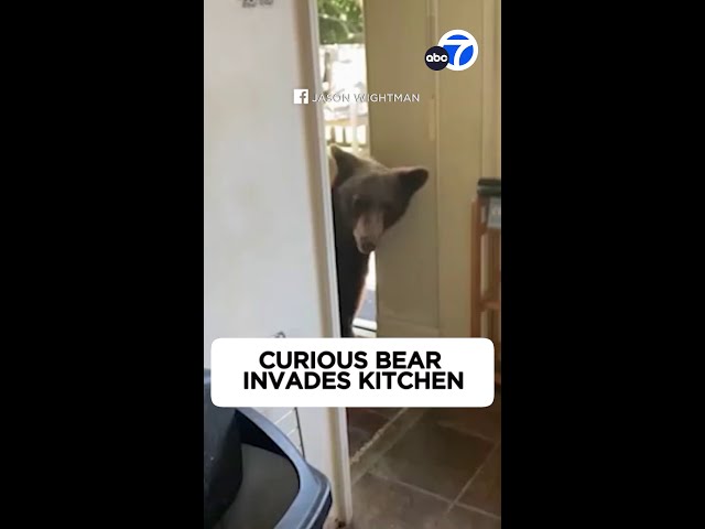 ⁣Curious bear strolls into kitchen at Sierra Madre home, stuns resident 