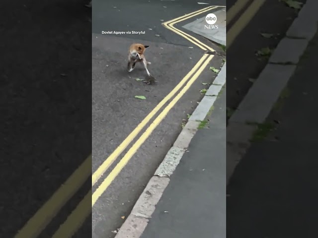 ⁣Fox battles it out with rat on London street
