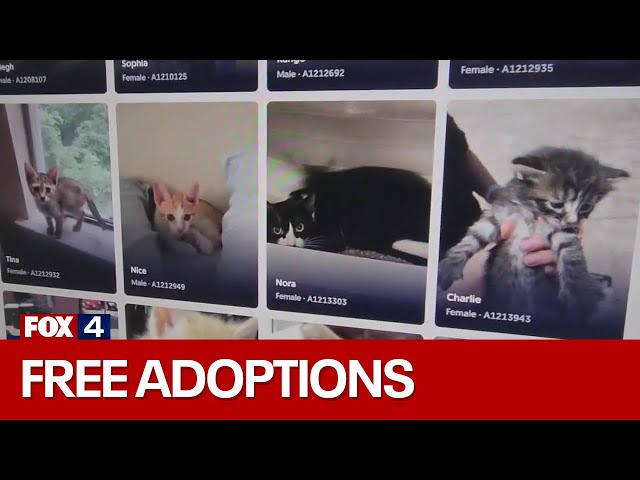 ⁣Dallas Animal Shelter dealing with extreme overcrowding, offers free adoptions this weekend