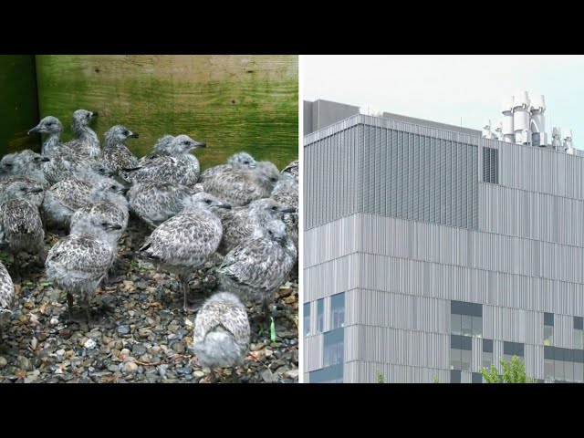 ⁣100 gulls recovering after fall from roof during Montreal heat wave