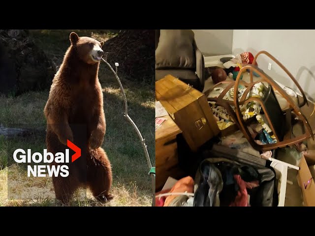⁣Bear trashes BC home as mother and kids hide in their bedroom