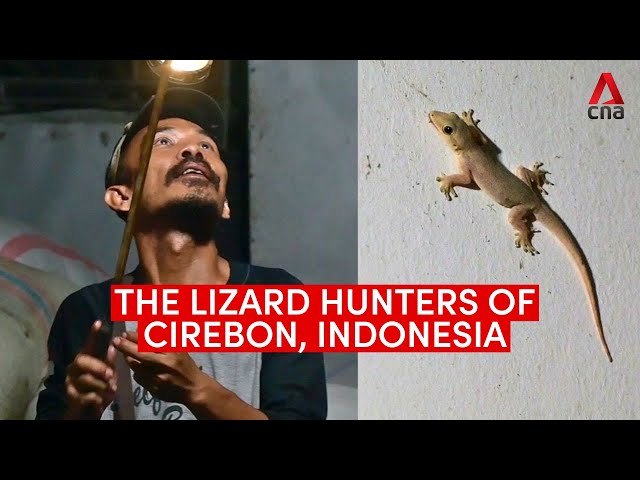 ⁣The lizard hunters of Cirebon, Indonesia