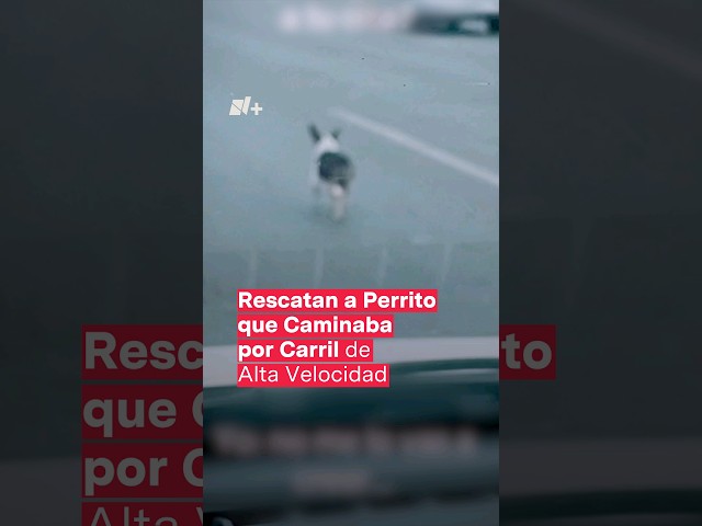 Rescatan a perrito que caminaba por carril de alta velocidad - N+ #Short