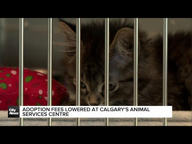 ⁣Adoption fees lowered at Calgary's Animal Services Centre
