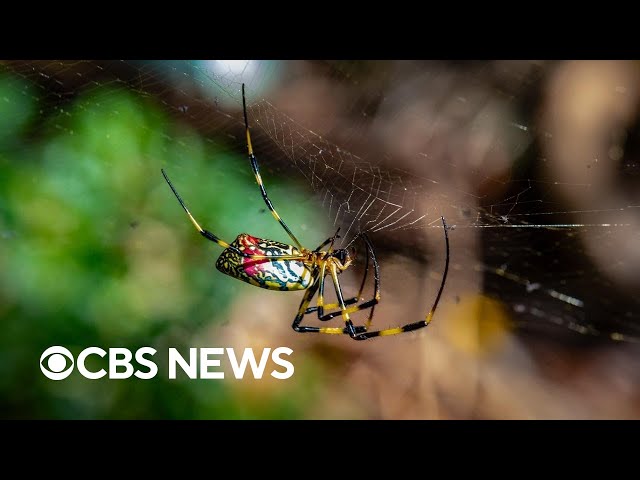 ⁣East Coast braces for surge of invasive flying spiders