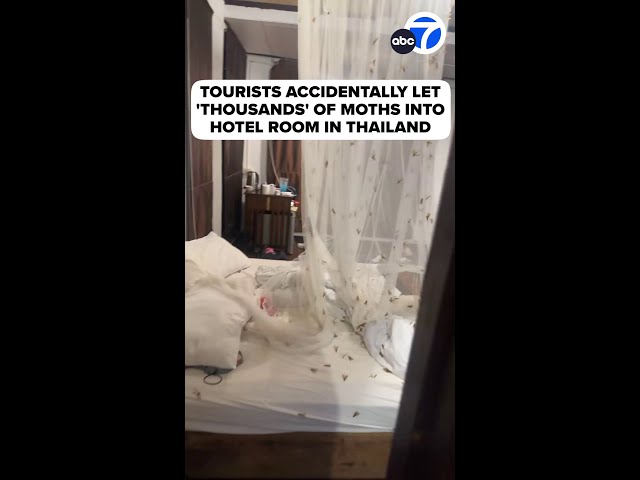 ⁣Moths invade hotel room 