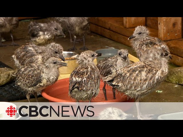 ⁣Why dozens of baby seagulls jumped off the roofs of Montreal buildings