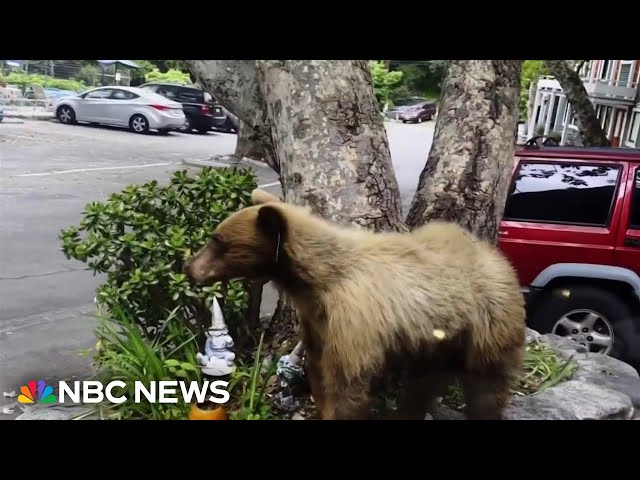 ⁣Black bear encounters on the rise in California