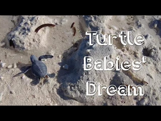 ⁣Turtle Babies' Dream