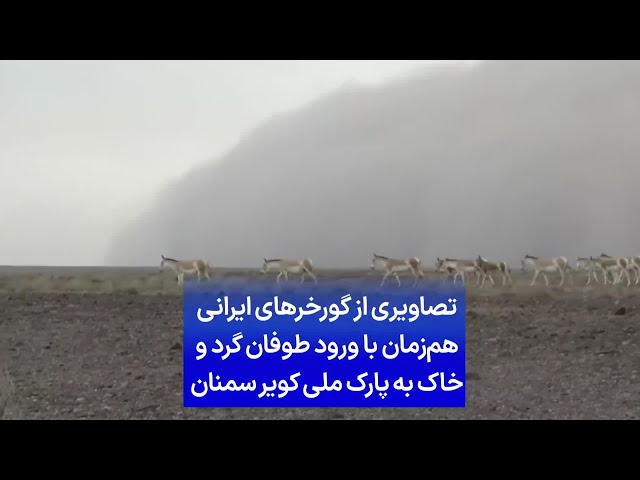 ⁣تصاویری از گورخرهای ایرانی هم‌زمان با ورود طوفان گردوخاک به پارک ملی کویر سمنان
